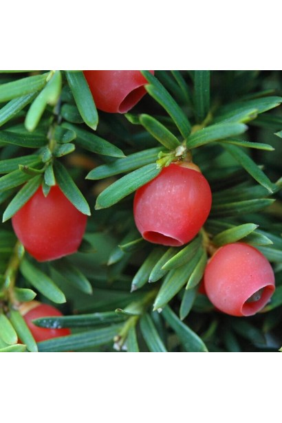 Тис ягідний Топіар Куля на штамбі плоди